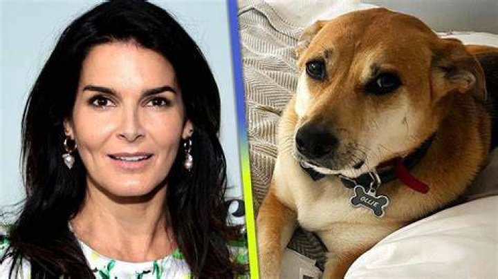 Discover Angie Harmon's Delightful Canine Companion