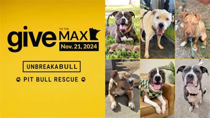 Find Your Perfect Pit Bull Companion: New Orleans Pit Bull Rescue