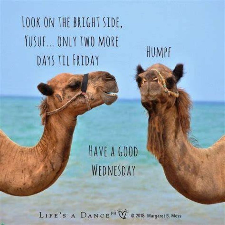 Hilarious Humor For A Midweek Boost: The Funniest Hump Day Laughs