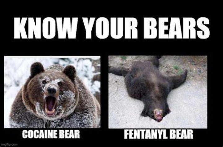 Laugh Out Loud: The Wildest Cocaine Bear Memes